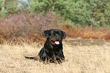 ROTTWEILER 024